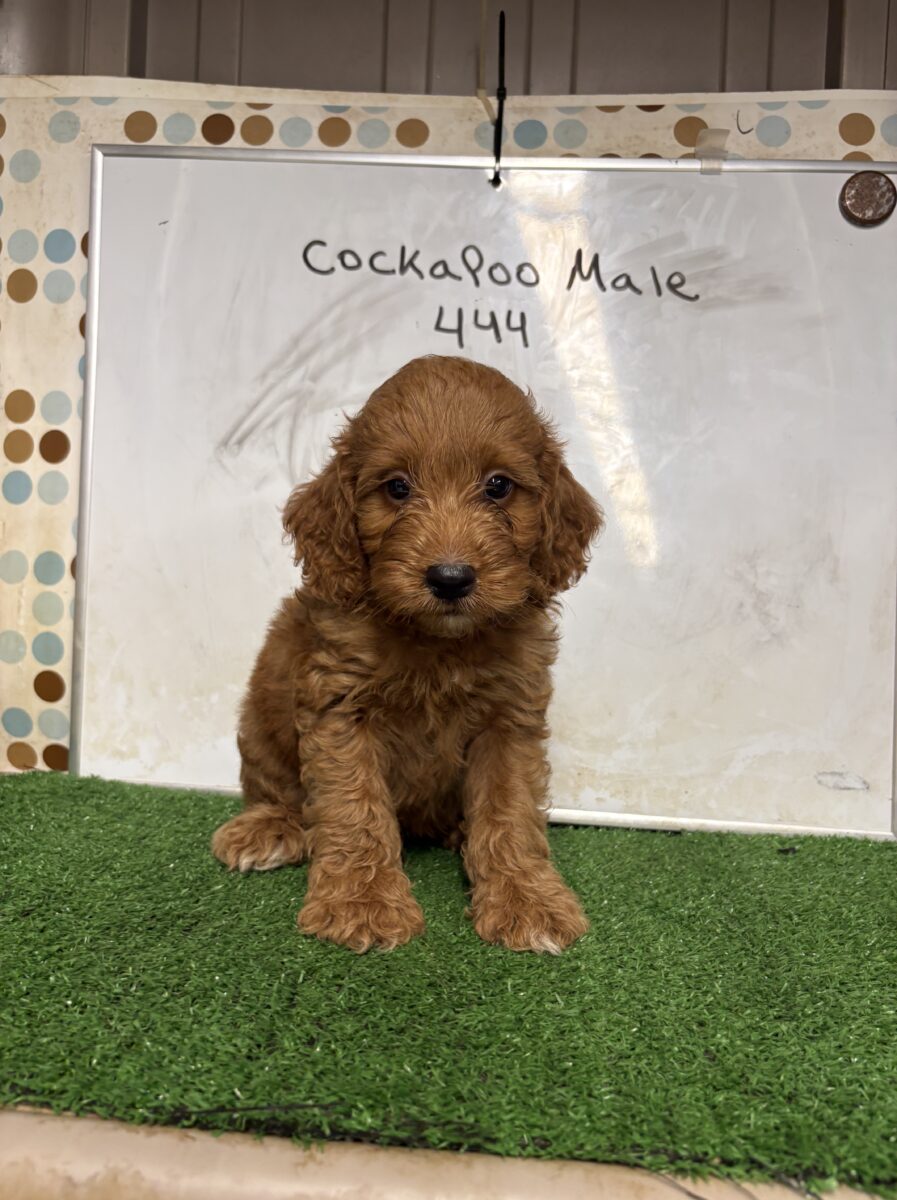 Cockapoo Male