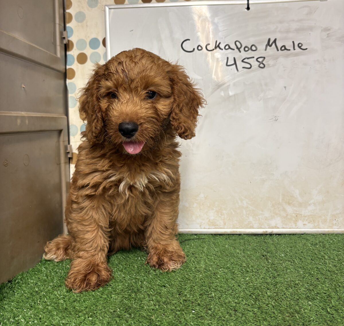 Cockapoo Male